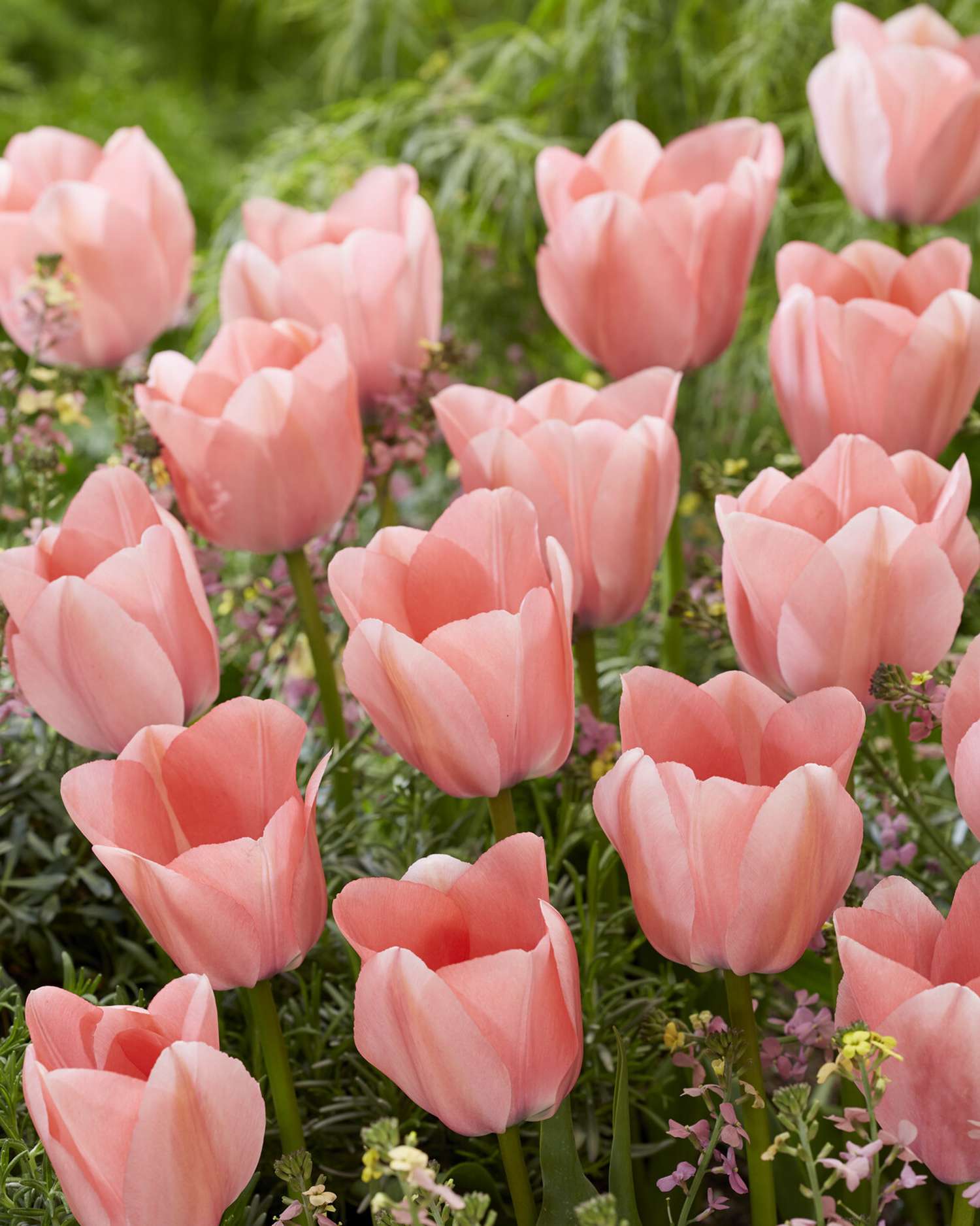Tulipe 'Bella Blush'